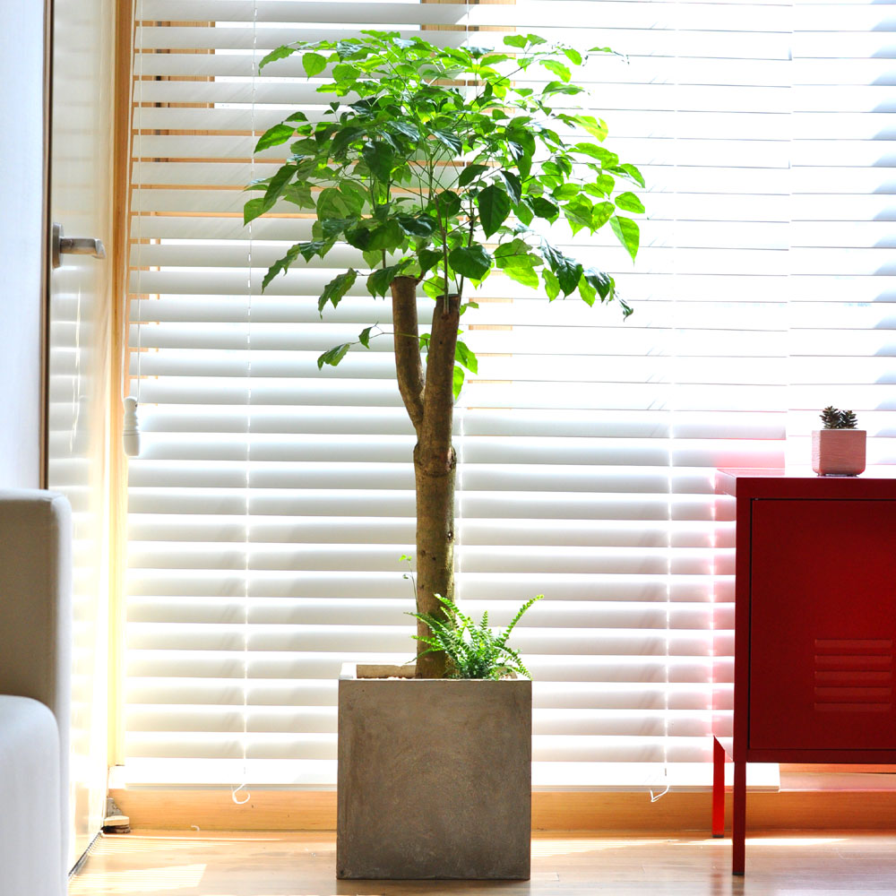  ִ ׸ Ĺ - 캸(ȭ⺯氡)  ɹ