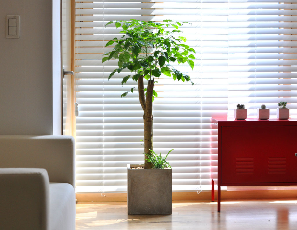  ִ ׸ Ĺ - 캸(ȭ⺯氡)  ɹ