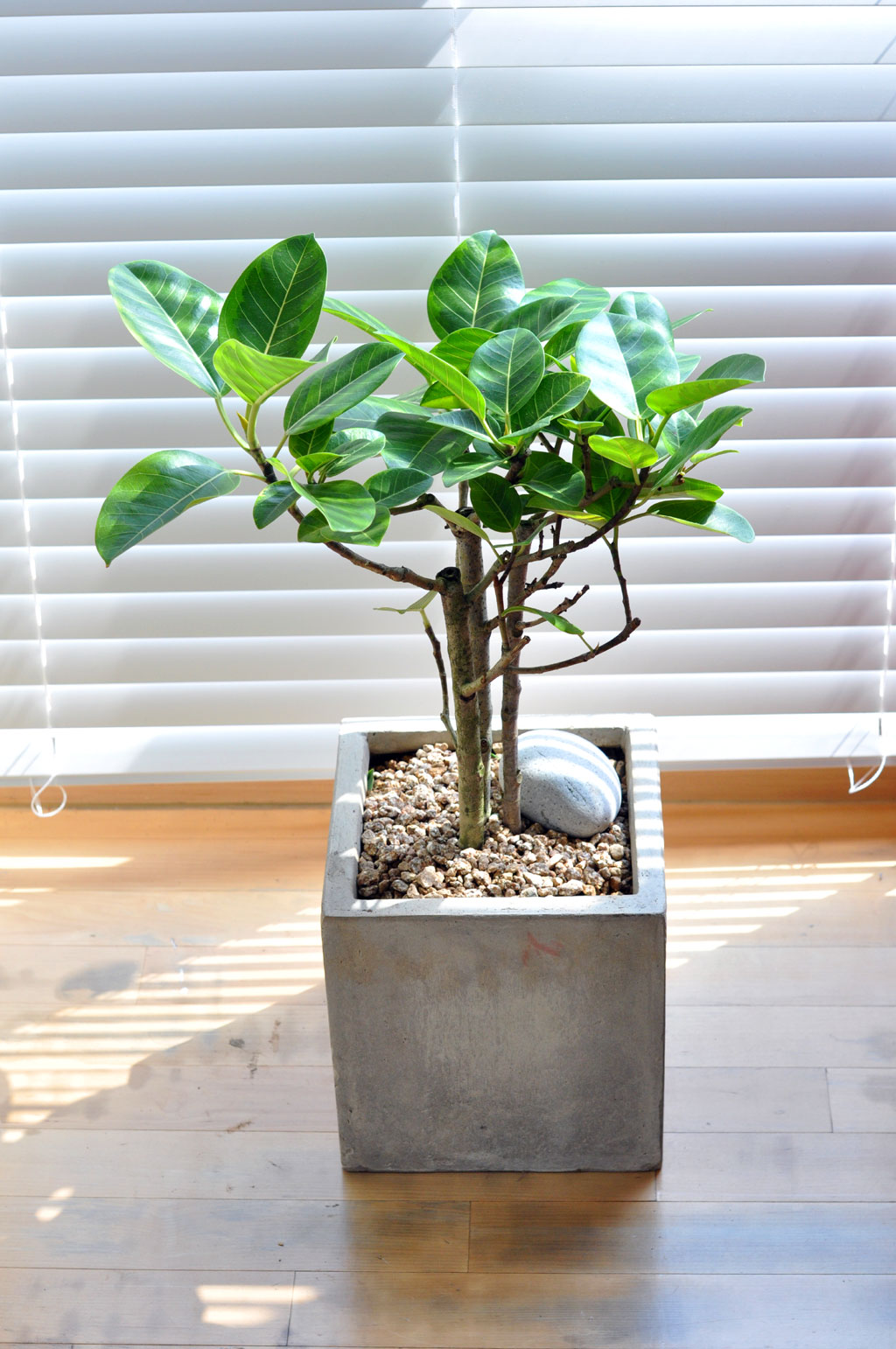 [ ׸ õ]׸ - 𰥰()  ɹ