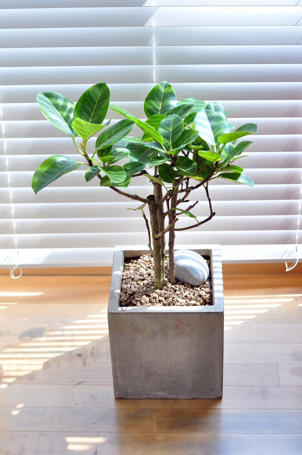 [ ׸ õ]׸ - 𰥰()  ɹ