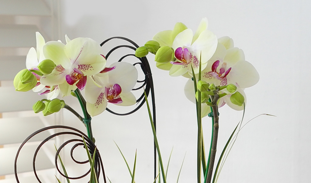 [���� ȣ����] �׸����� (��) ���� �ɹ��