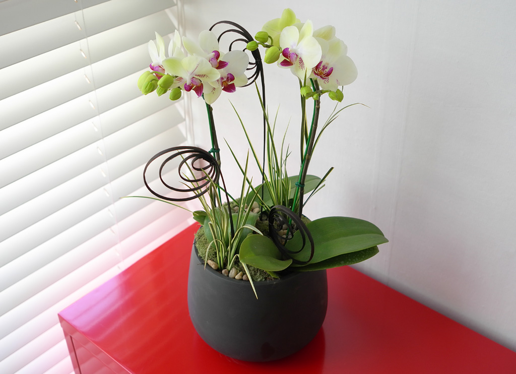 [���� ȣ����] �׸����� (��) ���� �ɹ��