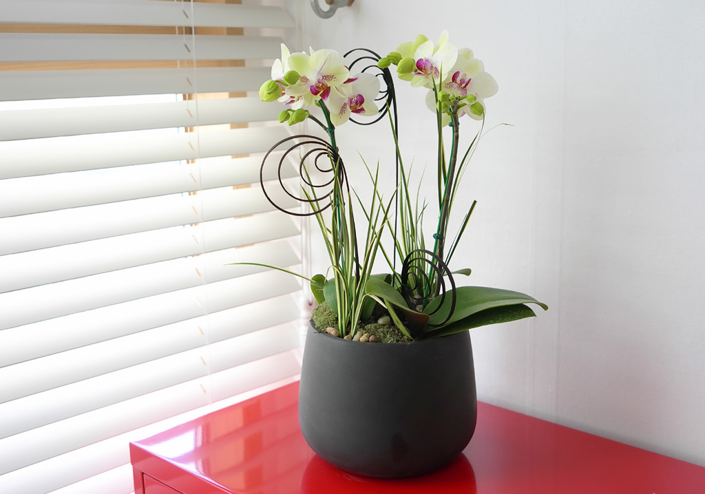 [���� ȣ����] �׸����� (��) ���� �ɹ��