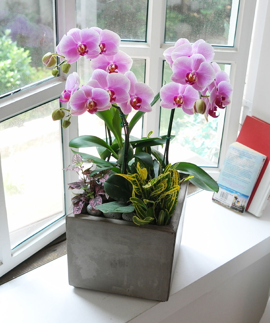 Áý¾ÈÀÇ ÀÛÀº Á¤¿ø -¿¬ÇÎũȣÁ¢ (Áß) ²ÉÁý ²É¹è´Þ