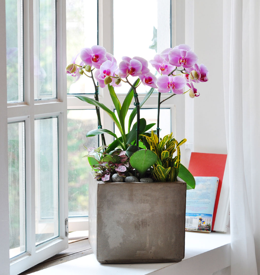 Áý¾ÈÀÇ ÀÛÀº Á¤¿ø -¿¬ÇÎũȣÁ¢ (Áß) ²ÉÁý ²É¹è´Þ