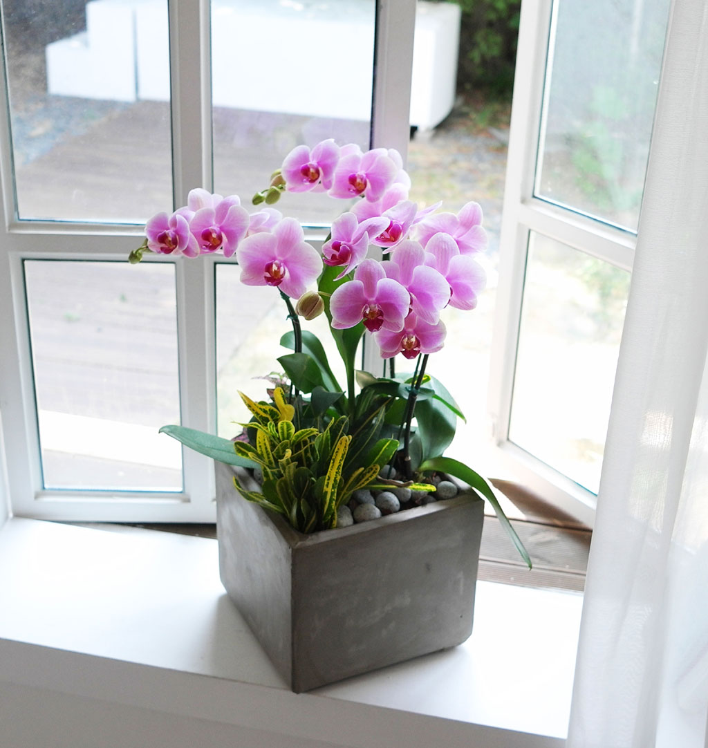 Áý¾ÈÀÇ ÀÛÀº Á¤¿ø -¿¬ÇÎũȣÁ¢ (Áß) ²ÉÁý ²É¹è´Þ