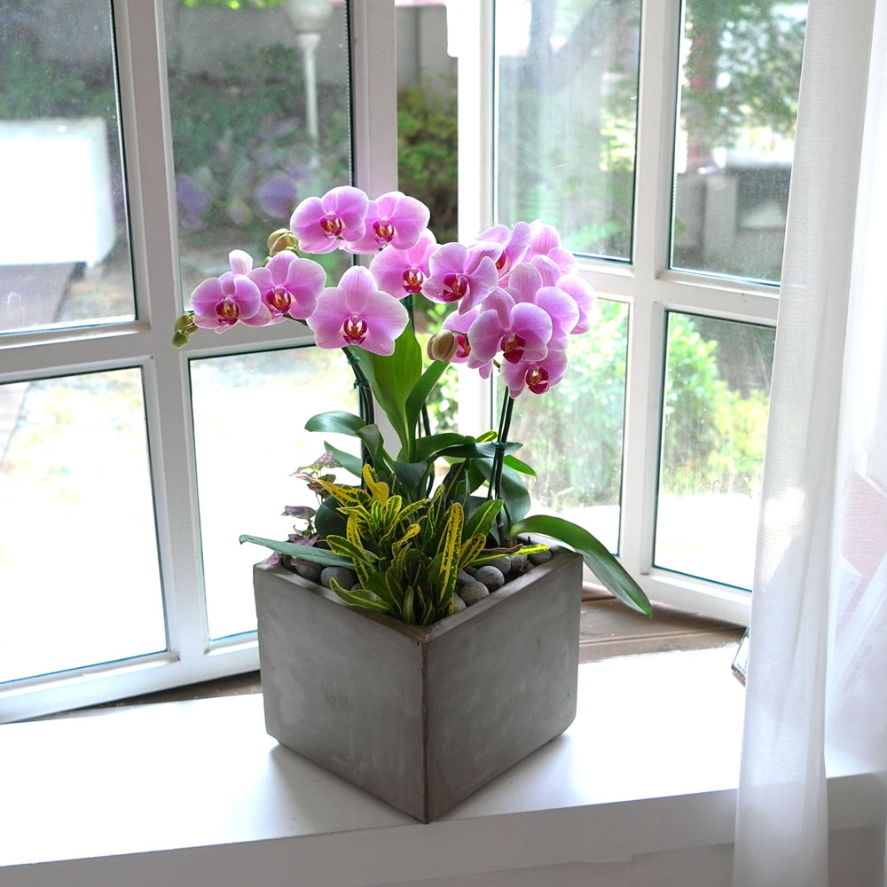 Áý¾ÈÀÇ ÀÛÀº Á¤¿ø -¿¬ÇÎũȣÁ¢ (Áß) ²ÉÁý ²É¹è´Þ