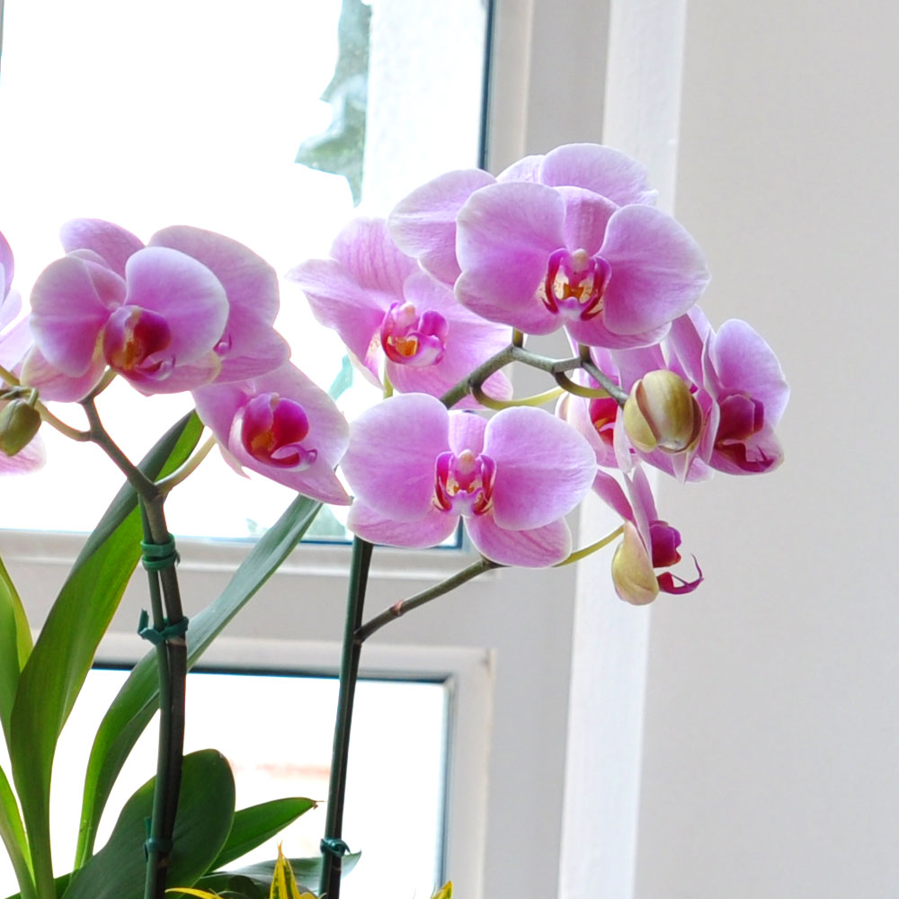 Áý¾ÈÀÇ ÀÛÀº Á¤¿ø -¿¬ÇÎũȣÁ¢ (Áß) ²ÉÁý ²É¹è´Þ