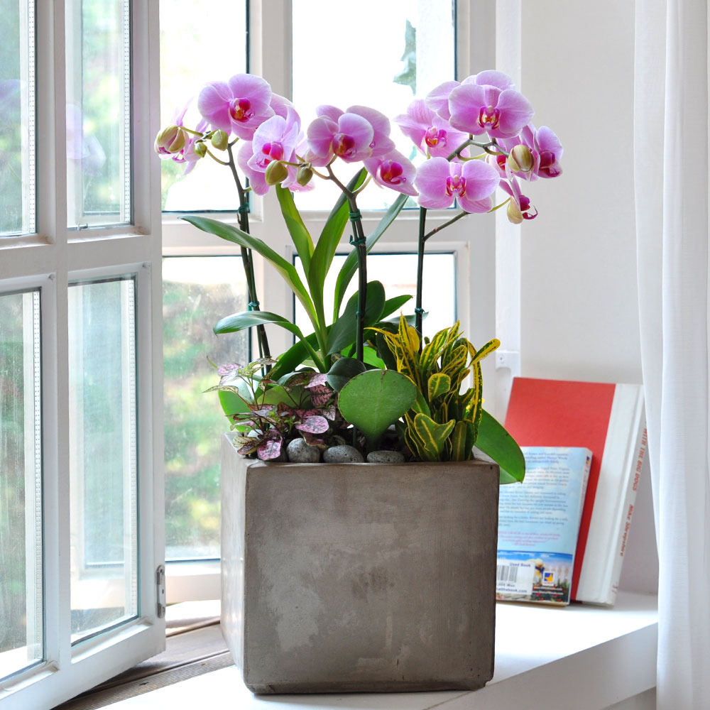 Áý¾ÈÀÇ ÀÛÀº Á¤¿ø -¿¬ÇÎũȣÁ¢ (Áß) ²ÉÁý ²É¹è´Þ