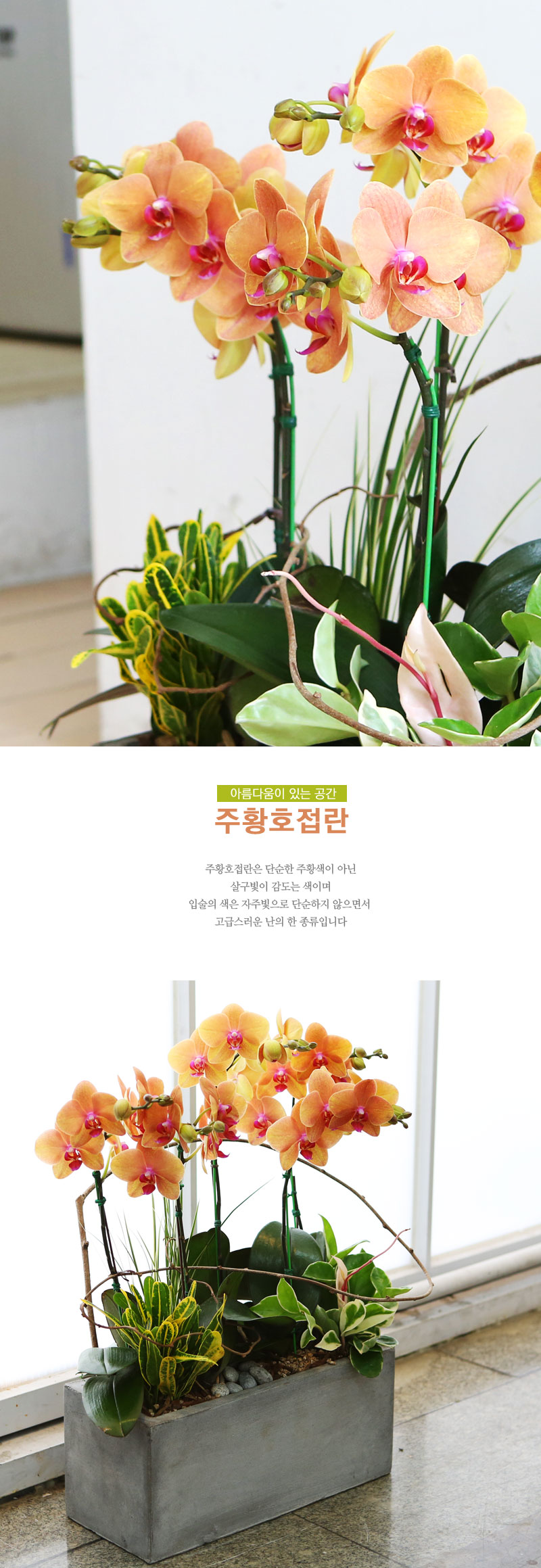 ������ ���� ����- ��Ȳȣ���� ���� �ɹ��