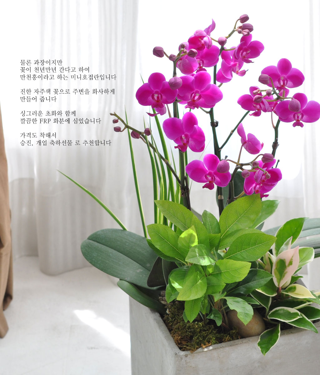 [] õȫ (߼) (ȭ⺯)  ɹ