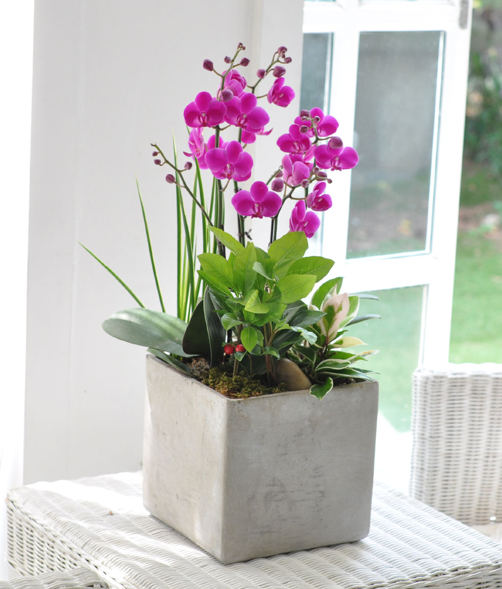 [] õȫ (߼) (ȭ⺯)  ɹ