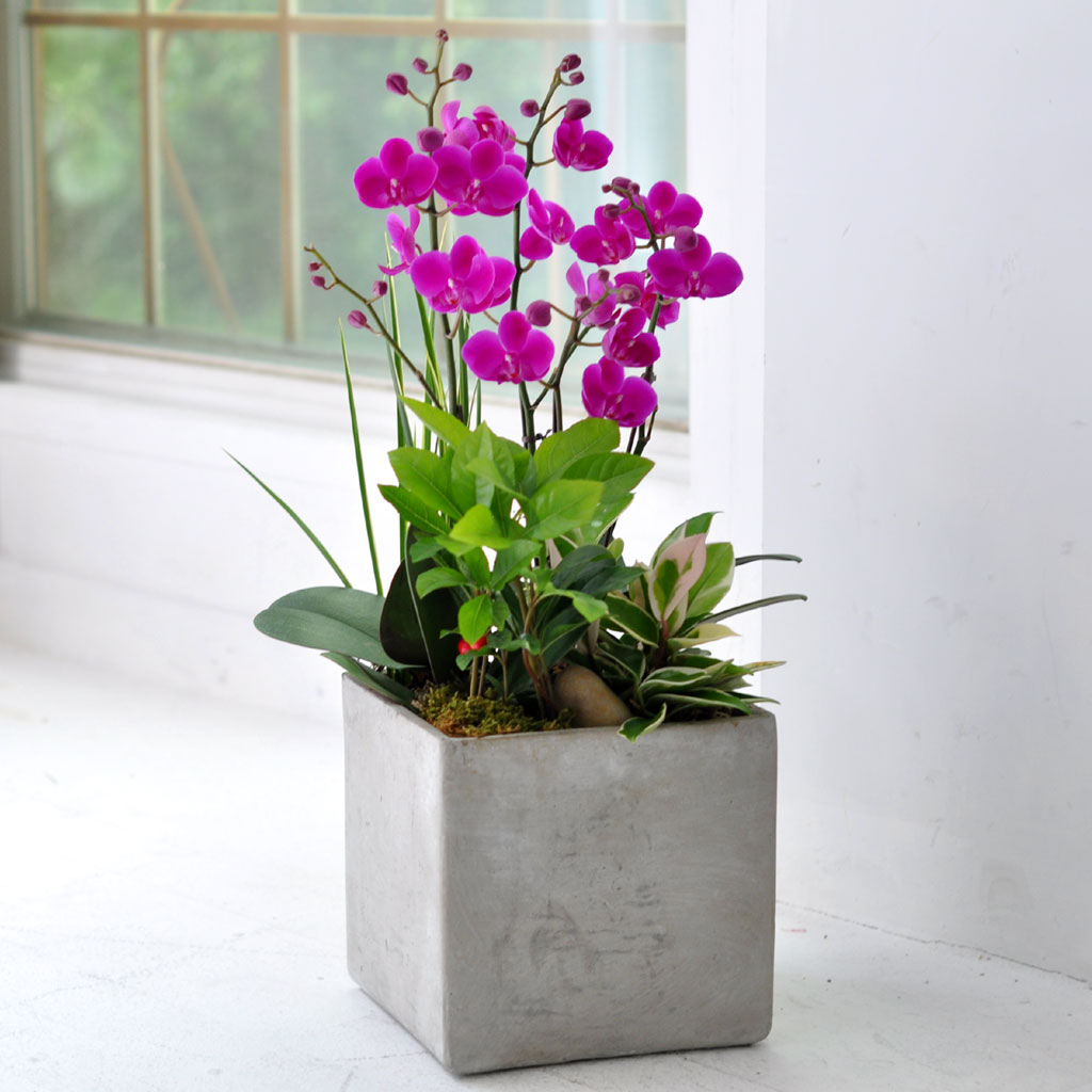 [] õȫ (߼) (ȭ⺯)  ɹ