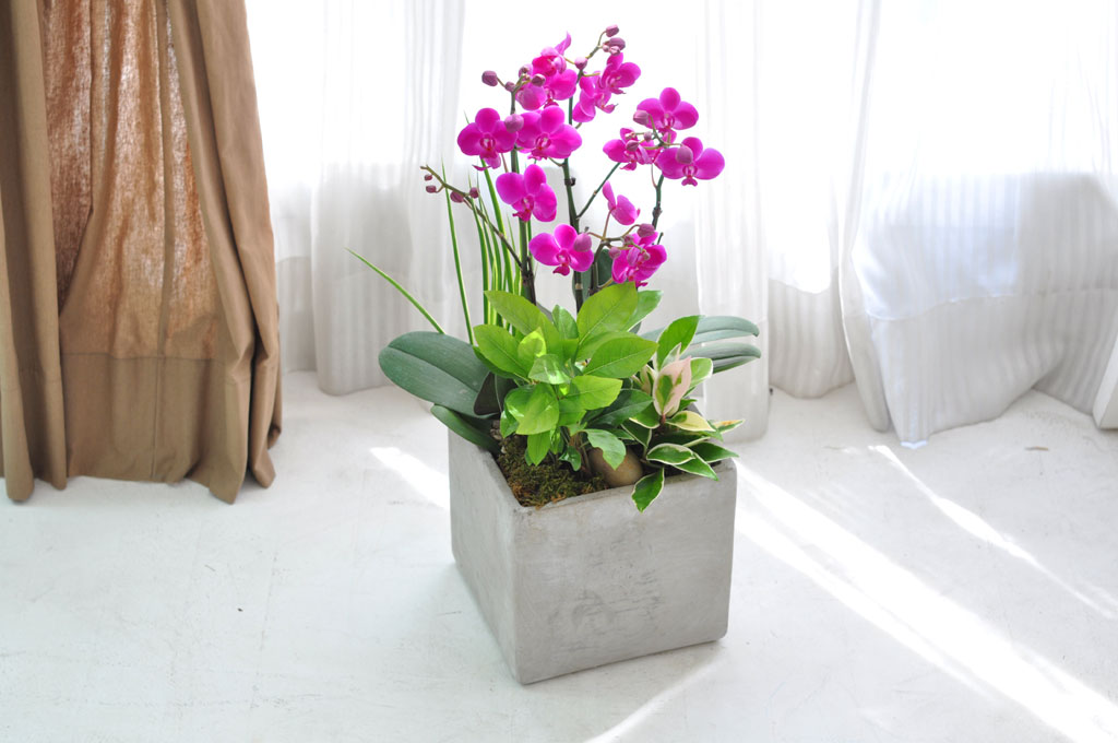 [] õȫ (߼) (ȭ⺯)  ɹ