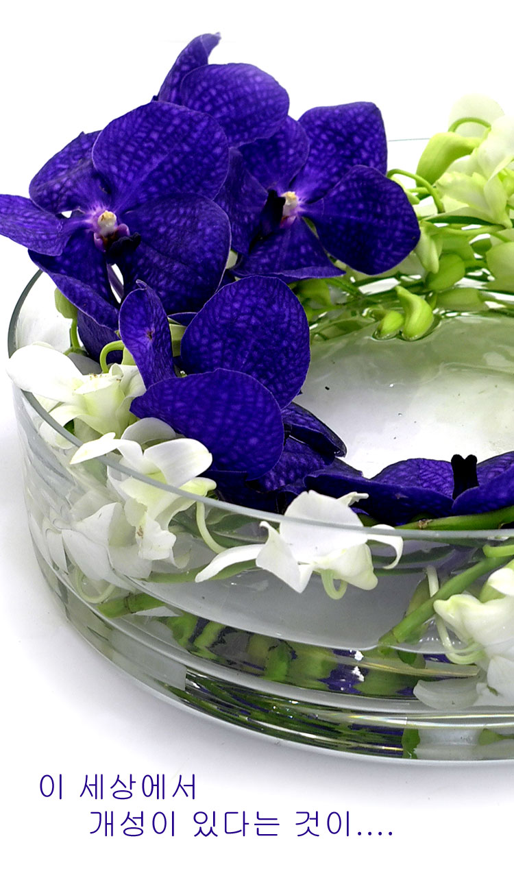 [������] �ɰ��Բ� - Purple vanda