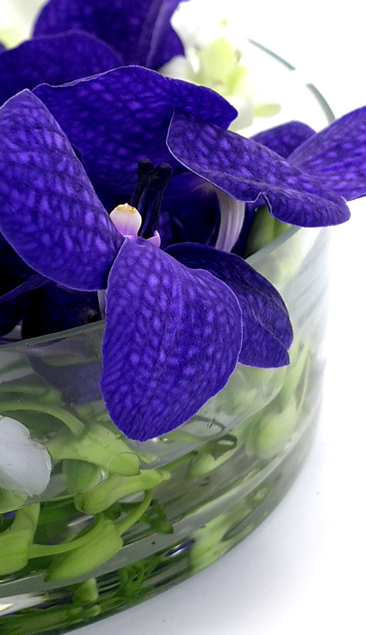[������] �ɰ��Բ� - Purple vanda