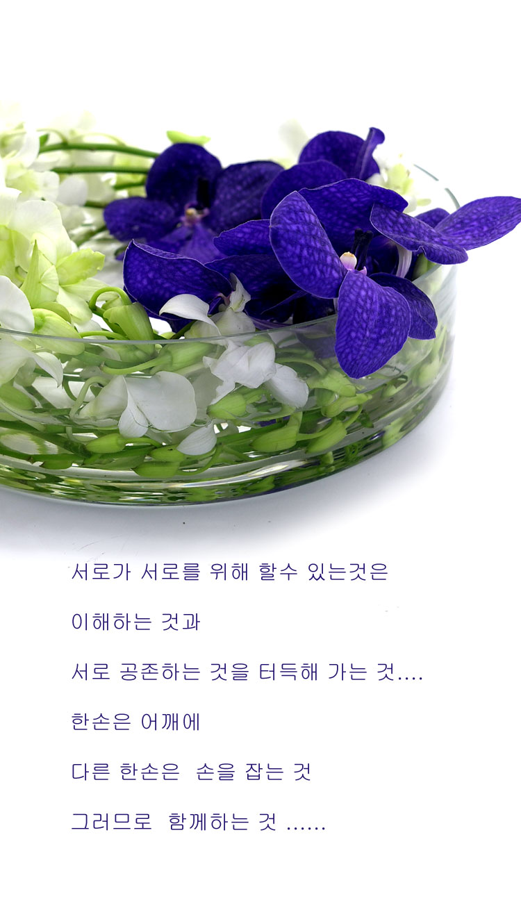 [������] �ɰ��Բ� - Purple vanda