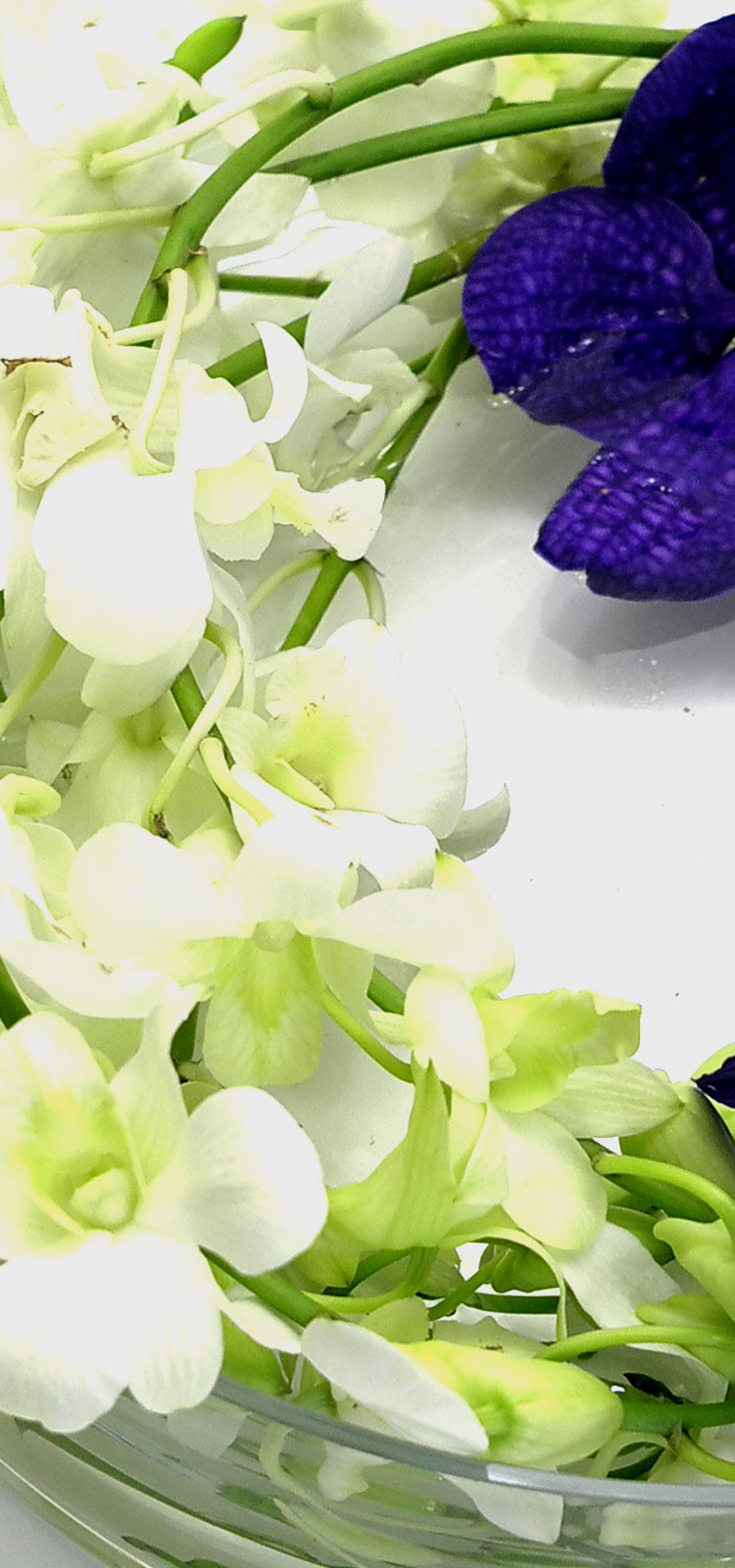 [������] �ɰ��Բ� - Purple vanda