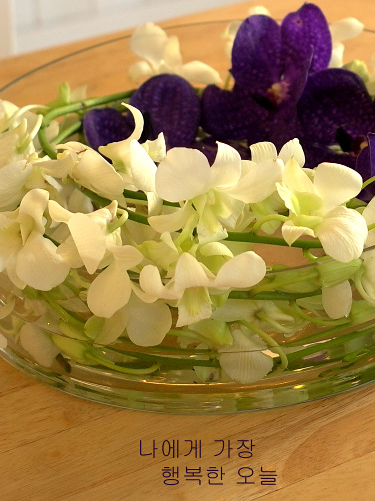 [������] �ɰ��Բ� - Purple vanda