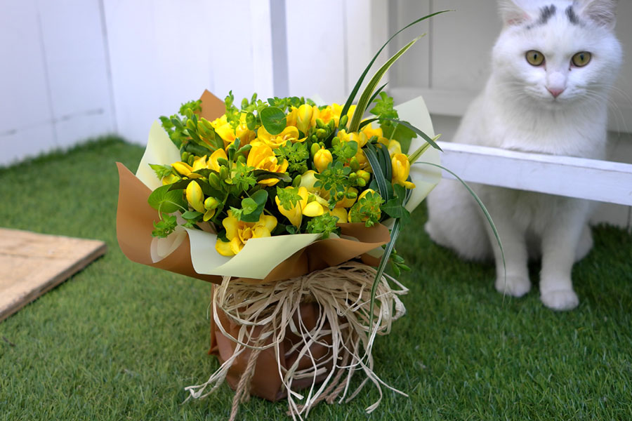 ŭ ܿ  - Delicious yellow  ɹ