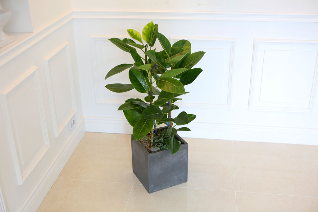 Office&Nature - FRPȺÐÀÇ ¹ð°¥°í¹«³ª¹«