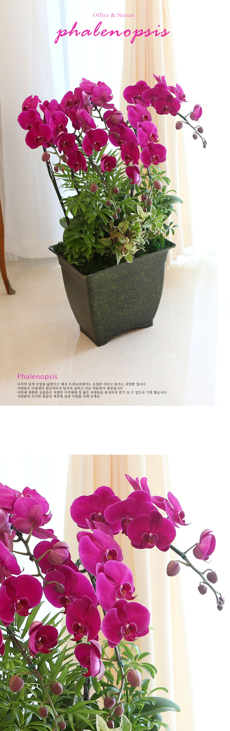 Office&Nature -  Ƹٿ ũȣ  ɹ