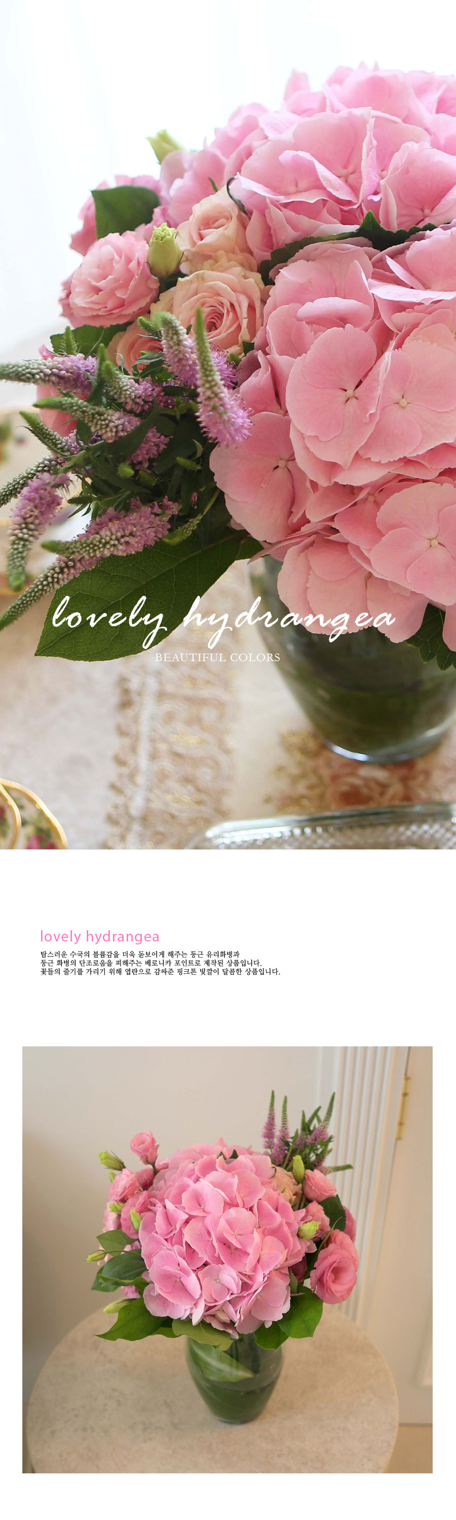 [] Beautiful colors - lovely hydrangea  ɹ