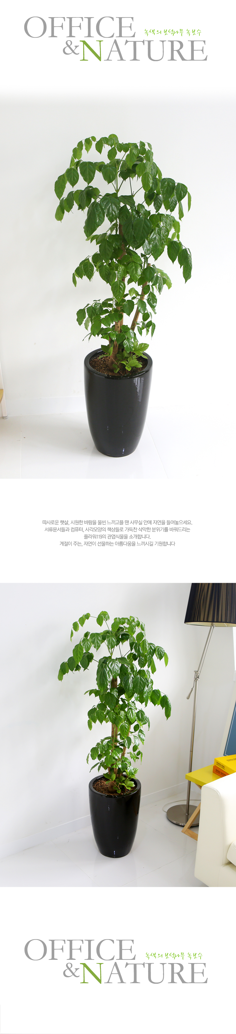 Office&Nature -    캸(ȭⰡ   ֽϴ.)  ɹ