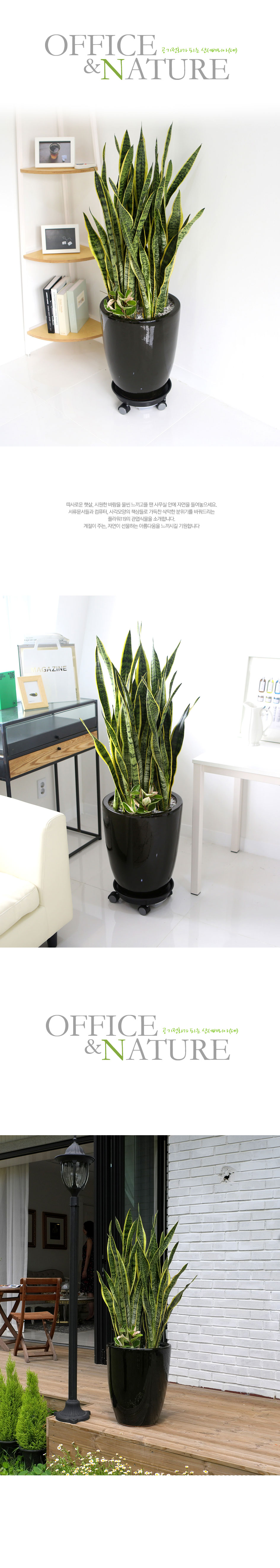 Office&Nature - °ø±âÁ¤È°¡ µÇ´Â »ê¼¼º£¸®¾Æ(Áß)