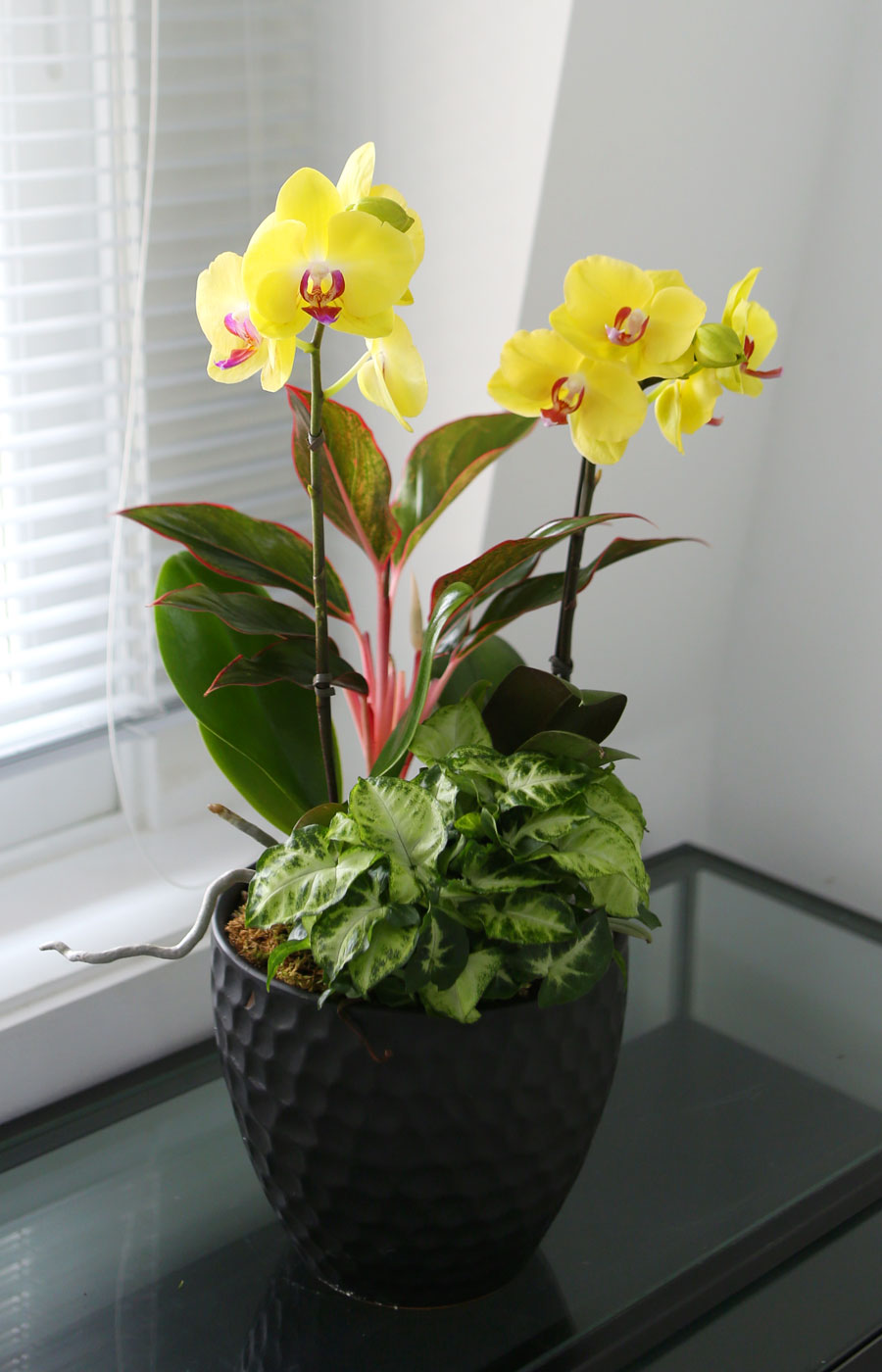 ³ë¶õ ²ÉÀÙÀÇ ½ã¼Â ²ÉÁý ²É¹è´Þ