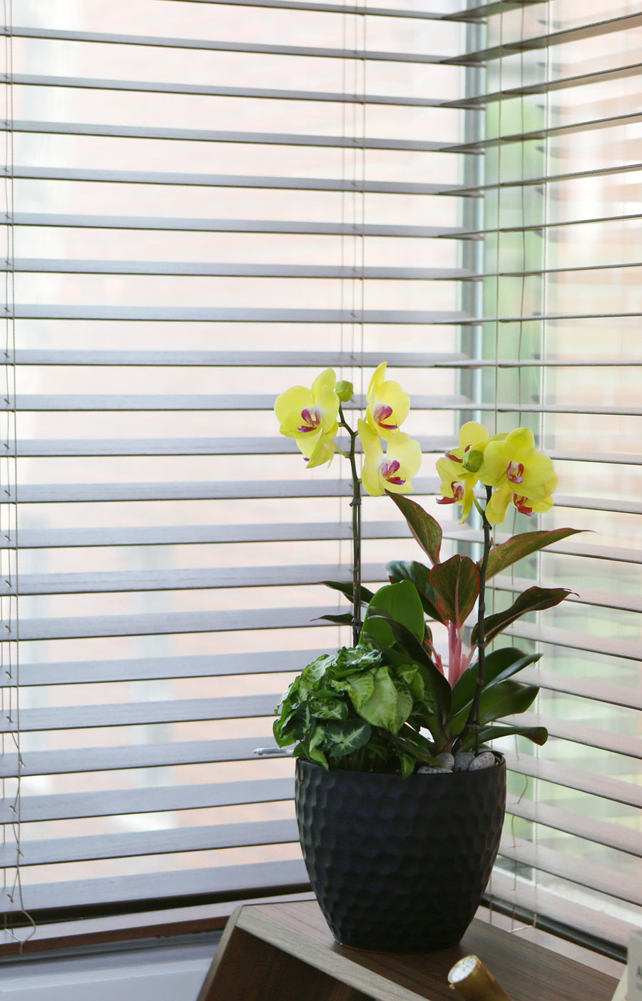 ³ë¶õ ²ÉÀÙÀÇ ½ã¼Â ²ÉÁý ²É¹è´Þ