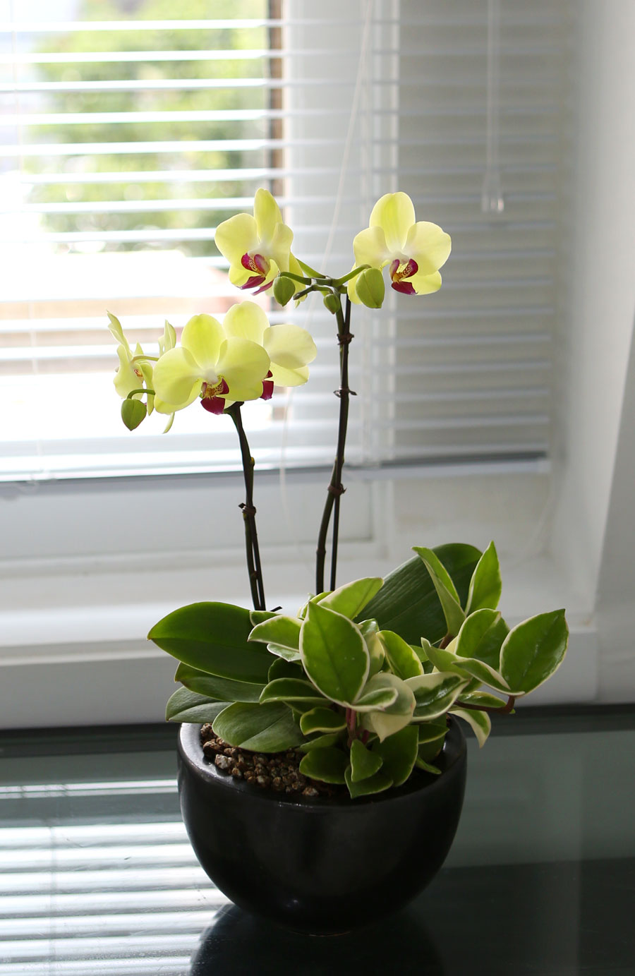 ³ë¶õ ºû±òÀÇ ¿¹»Û Æ÷Ãá ²ÉÁý ²É¹è´Þ