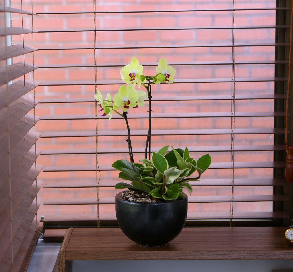 ³ë¶õ ºû±òÀÇ ¿¹»Û Æ÷Ãá ²ÉÁý ²É¹è´Þ