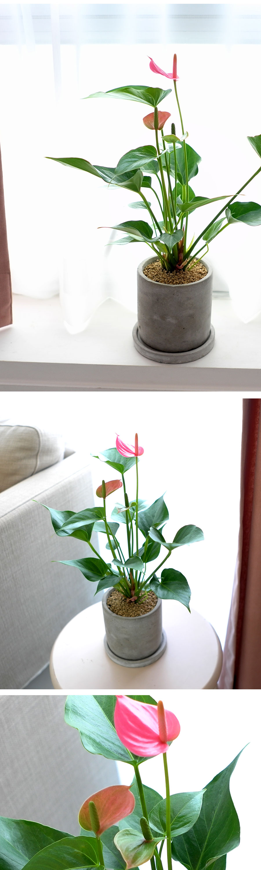 [ǹ] ȭĹ - Ƚ(*  )  ɹ