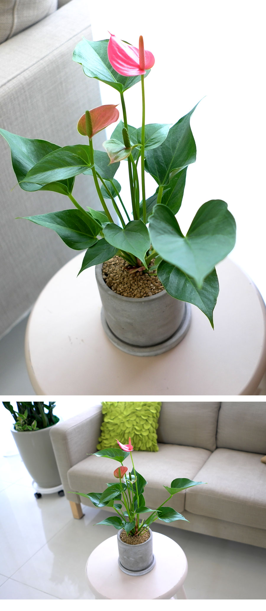 [ǹ] ȭĹ - Ƚ(*  )  ɹ