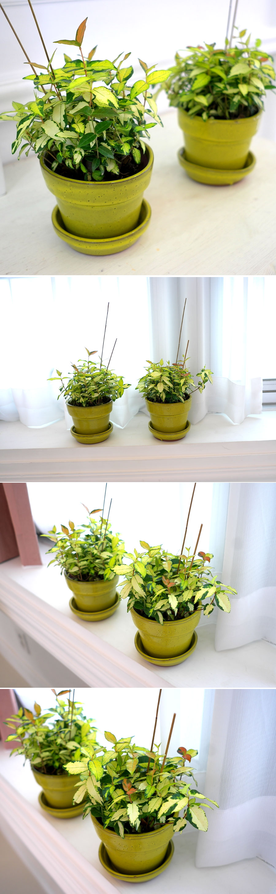 [ǹ] ȭĹ -  2set  ɹ