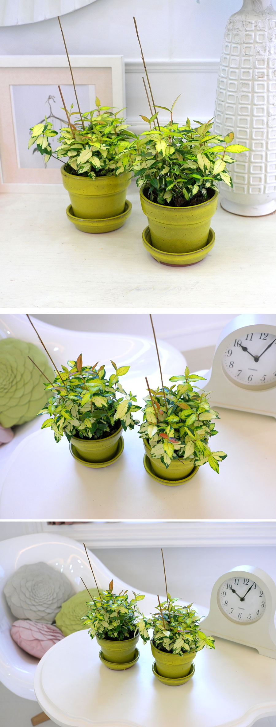 [ǹ] ȭĹ -  2set  ɹ