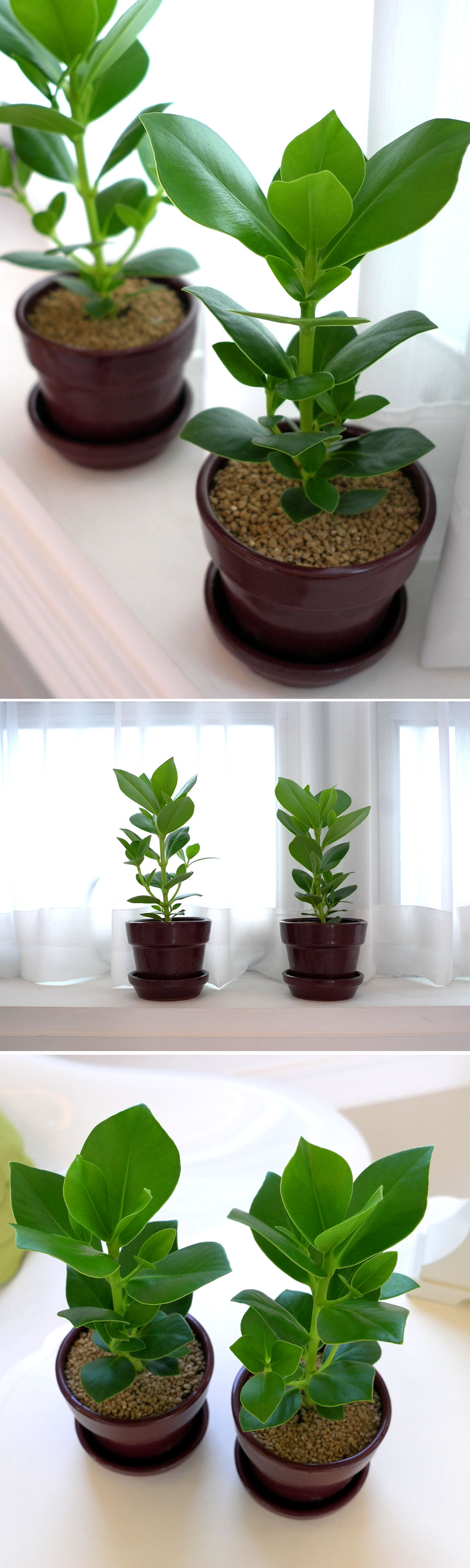 [ǹ] ȭĹ - ũþ 2set