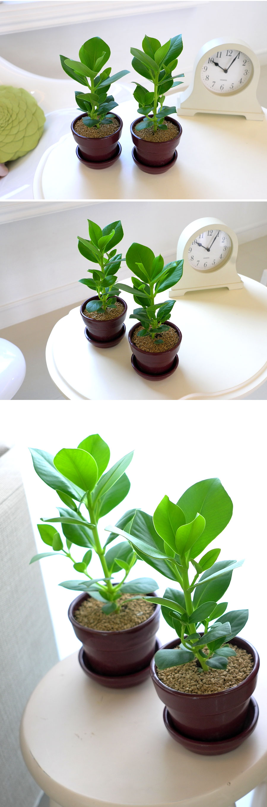 [ǹ] ȭĹ - ũþ 2set