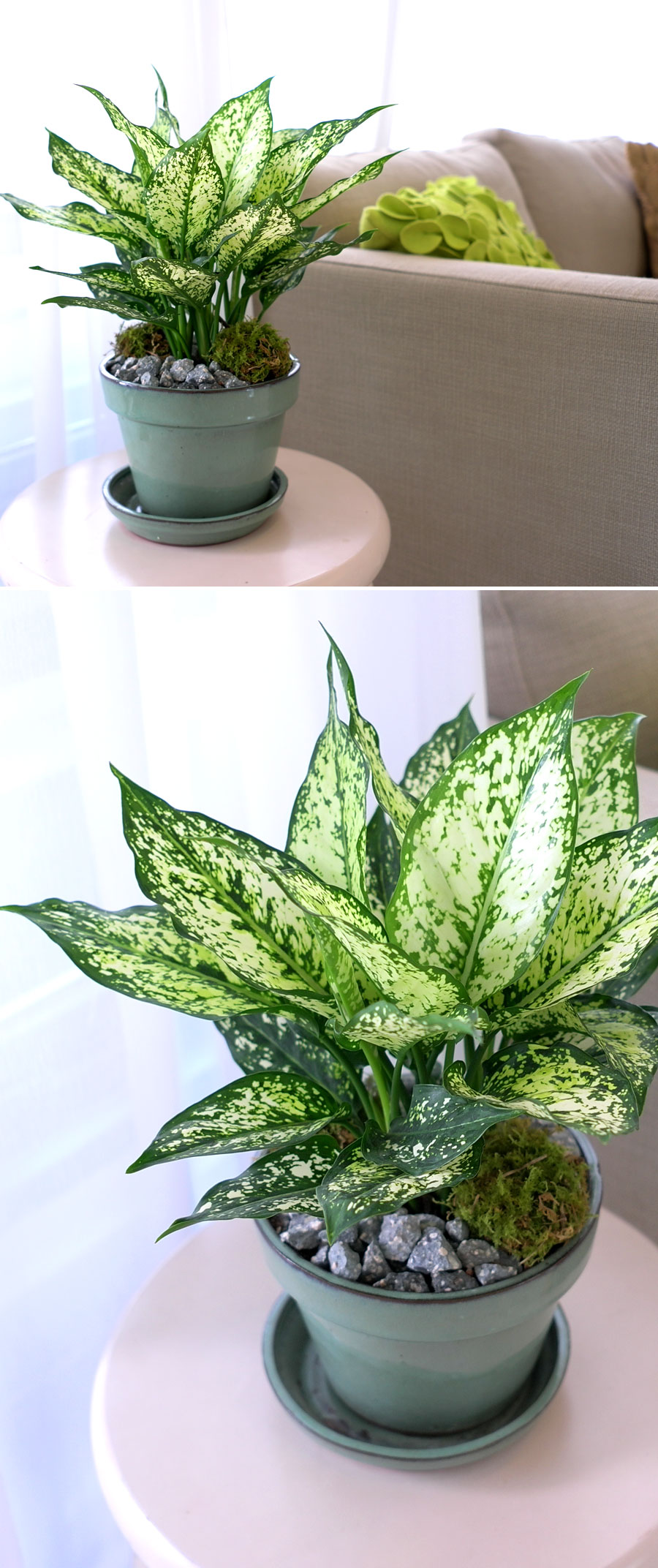 [ǹ] ȭĹ - ̾(ȭǰ ٸȭδü)