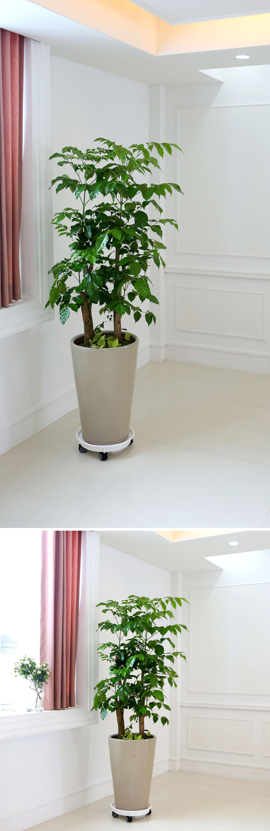 ½ÉÇà °ü¿±ÈºÐ - ³ìº¸¼ö