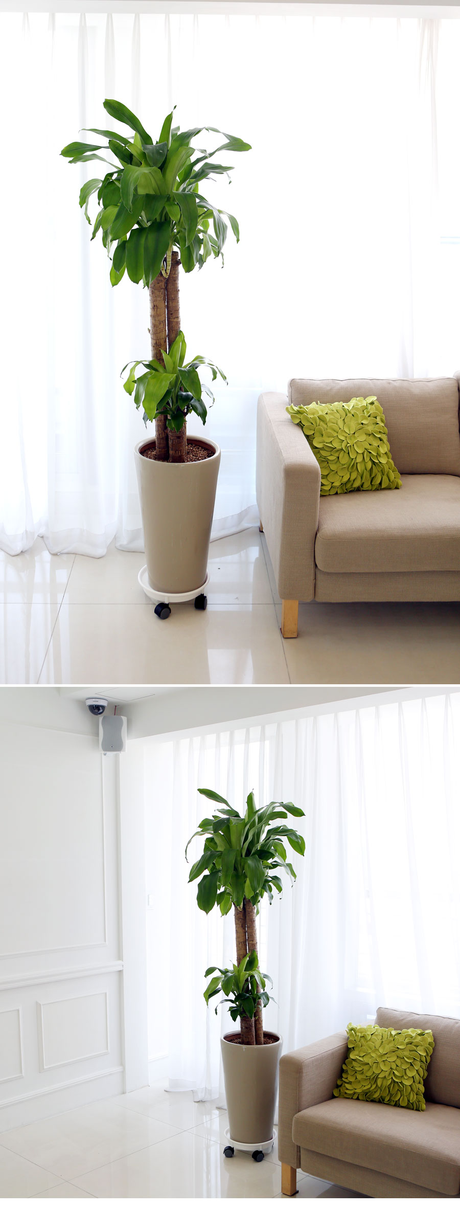 ½ÉÇà °ü¿±ÈºÐ - Çà¿î¸ñ ²ÉÁý ²É¹è´Þ