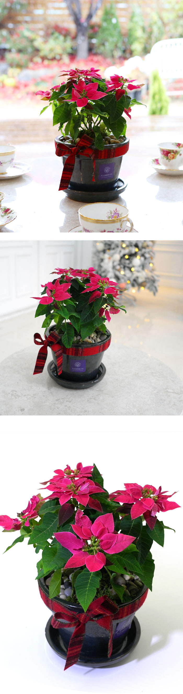 [������] Pink���μ�Ƽ��