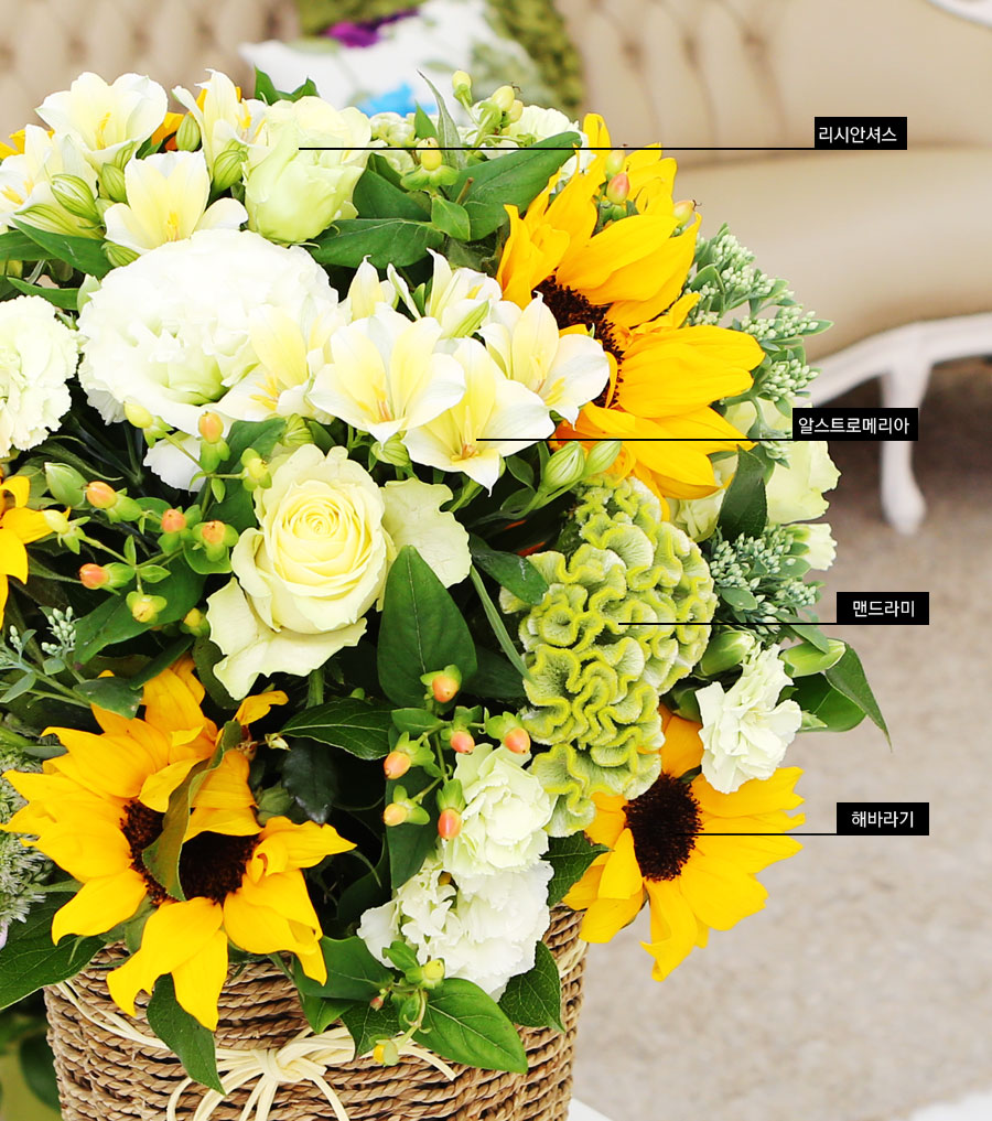 sunflower - عٶ ѹٱ  ɹ