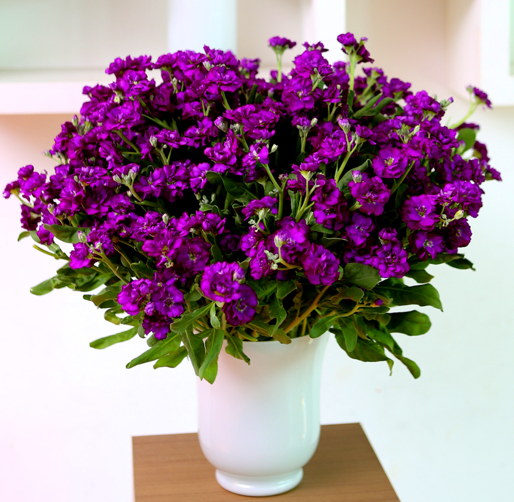 Flowers in harmony with container - Stock(ȭ ǰ   )