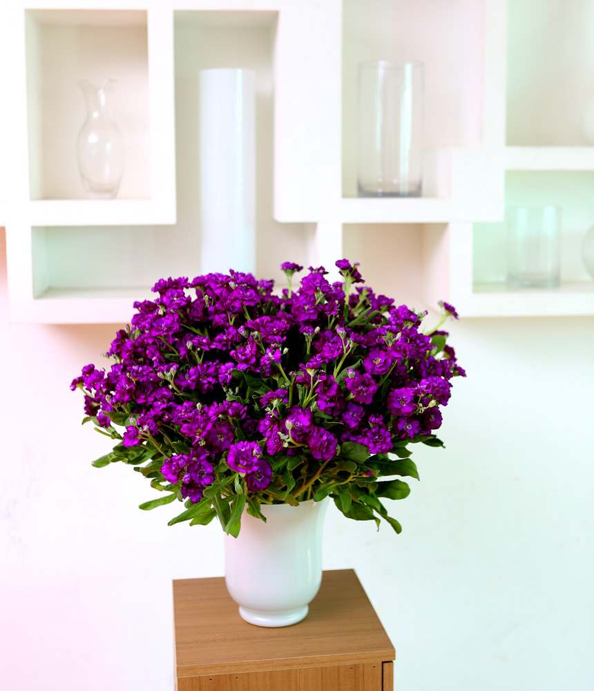 Flowers in harmony with container - Stock(ȭ ǰ   )