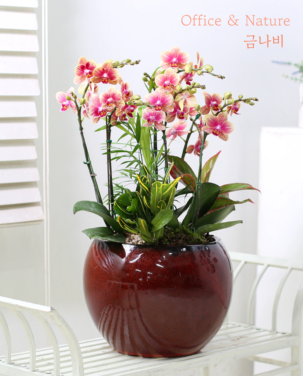 [Office & Nature] ݳ () (ȭǰ)  ɹ