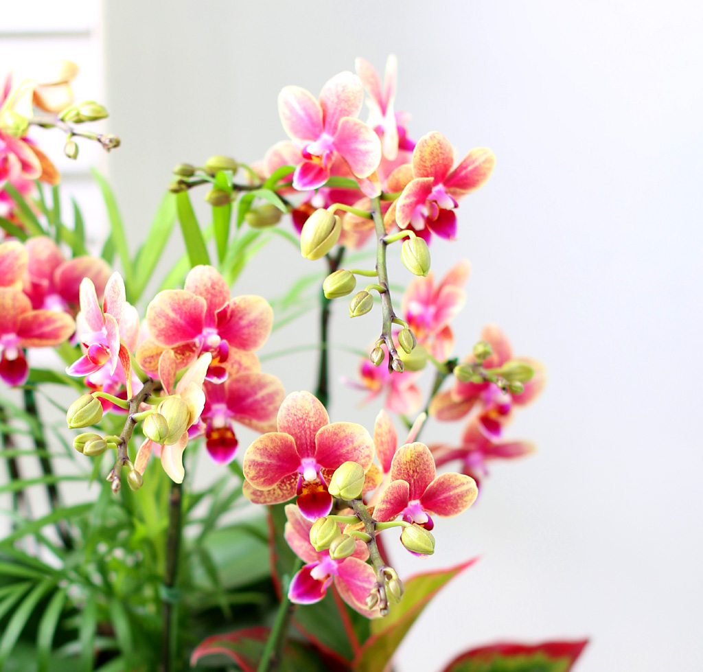 [Office & Nature] ݳ () (ȭǰ)  ɹ