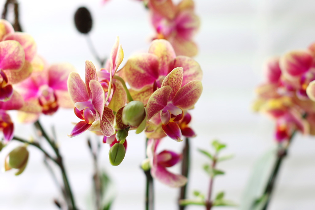 [޽ Ǵ Ȱ] ݳ ()  ɹ