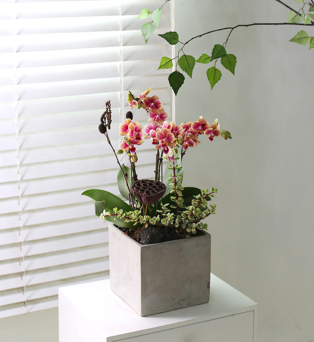 [޽ Ǵ Ȱ] ݳ ()  ɹ